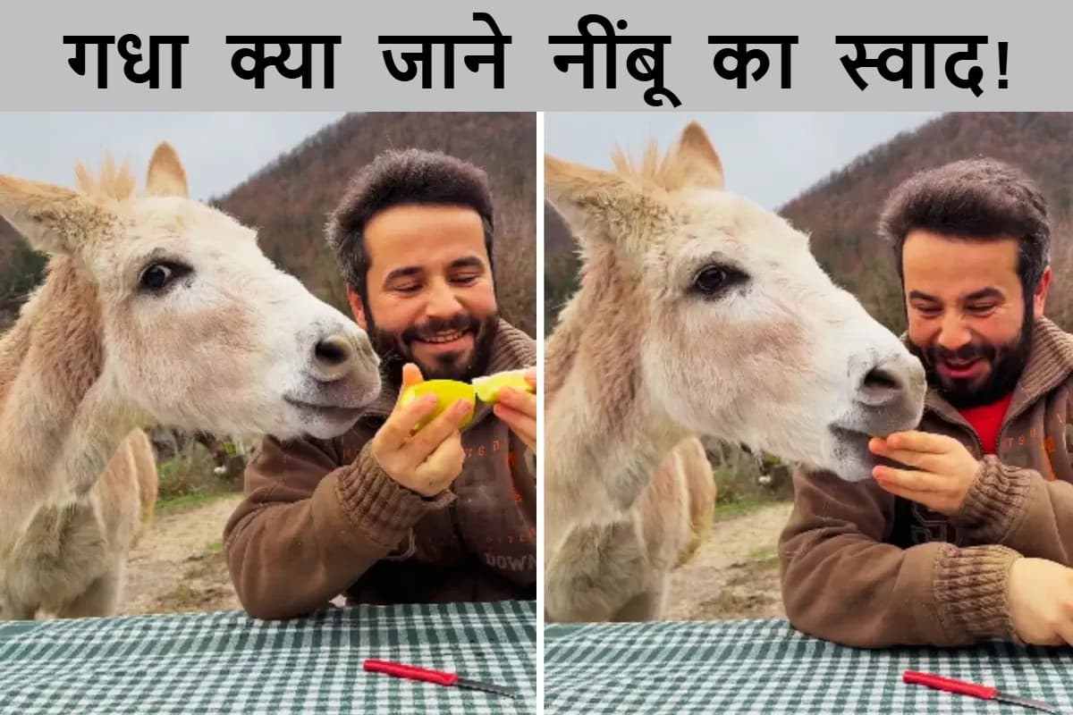 WATCH: ‘बंदर क्या जाने अदरक का स्वाद’ की जगह VIDEO देख आप कहेंगे ‘गधा क्या जाने नींबू का स्वाद’