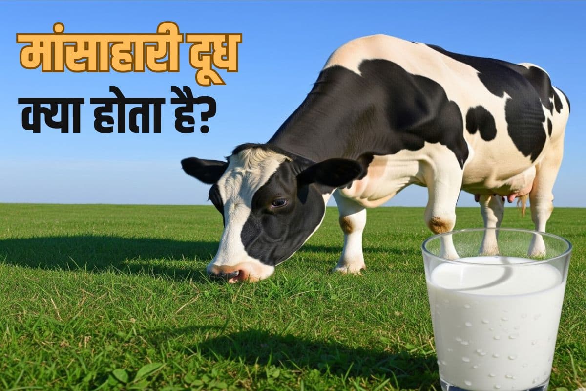 What is Non Veg Milk: मांसाहारी दूध क्या होता है? जिसे भारत में बेचना चाहता है अमेरिका