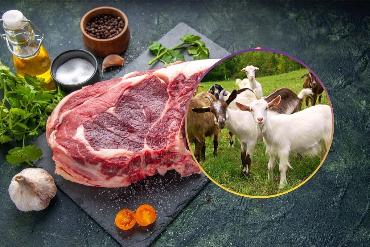 Which Animal Meat To Eat Rain Season: बारिश के मौसम में किस जानवर का मांस खाना चाहिए? सुअर, बकरे या भैंस 