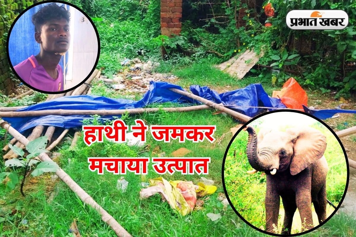 रात के 12 बजे शहर में घुसा हाथी, जमकर मचाया उत्पात, शौच करने गये युवक की ऐसे बची जान