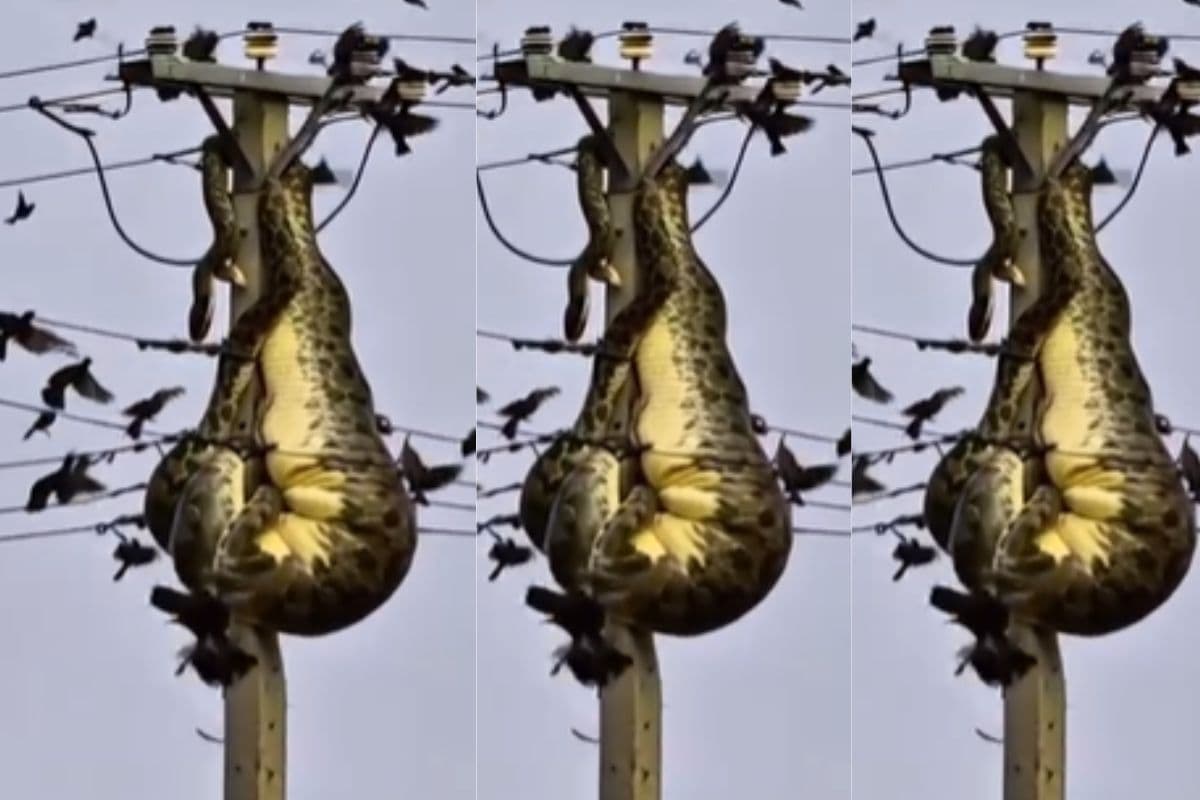 Viral Video: बिजली के खंभे पर चढ़ा अजगर बना हैवान, गुस्से में किया कुछ ऐसा कि देखकर कांप गई लोगों की रूह