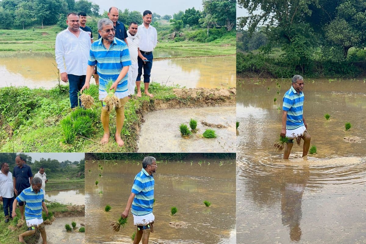 babulal marandi paddy plantation