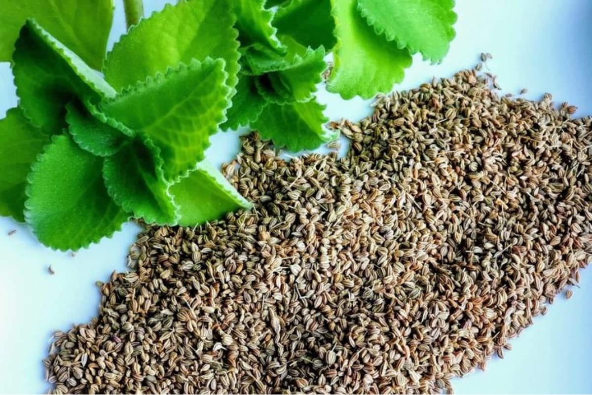 Health Tips: बरसात में करें अजवाइन पानी का सेवन, बचे रहेंगे संक्रमण से