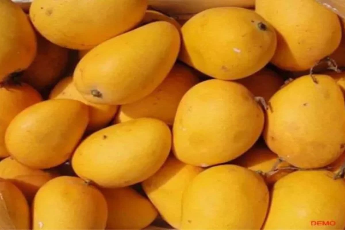 बिहार के इस जिले में आम के दाम में बेतहाशा बढ़ोतरी, दूधिया 80 रुपये किलो तो मालदह का रेट जान हो जाएंगे हैरान