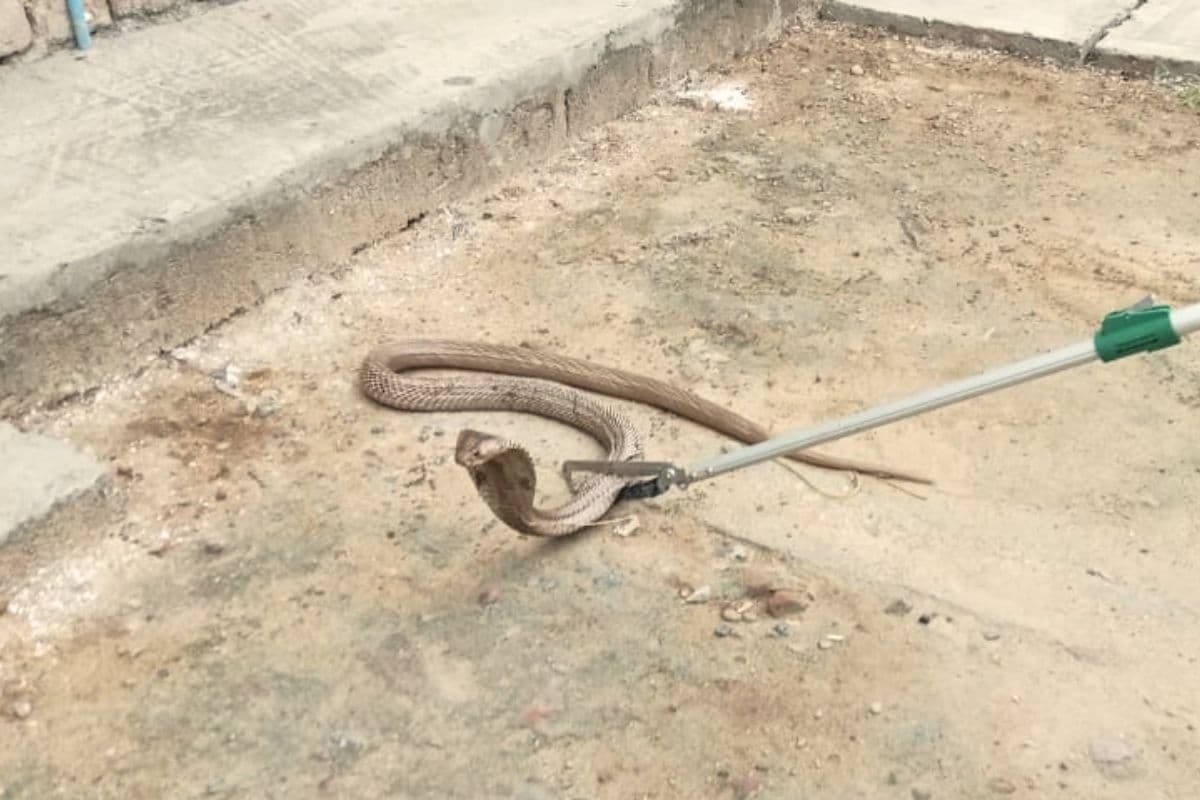 Bihar Snake News: बरसात में बिहार के घरों में घुसने लगे जहरीले सांप, इस जिले में अबतक 300 का रेस्क्यू
