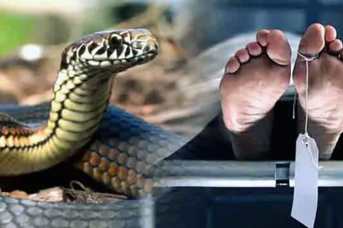 बिहार में सांप के काटने से महिला की मौत, झाड़-फूंक में गंवाई जान, दूसरी महिला की हालत नाजुक