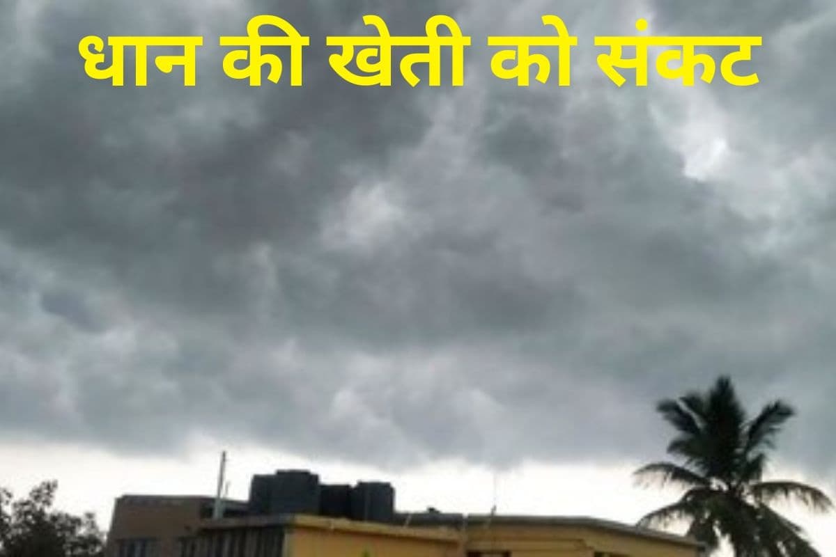 Bihar Weather: बिहार में मानसून की दगाबाजी, अब ट्रफ रेखा दक्षिण की तरफ हटी, प्रदेश के 20 जिलों में पड़ेगी सूखा