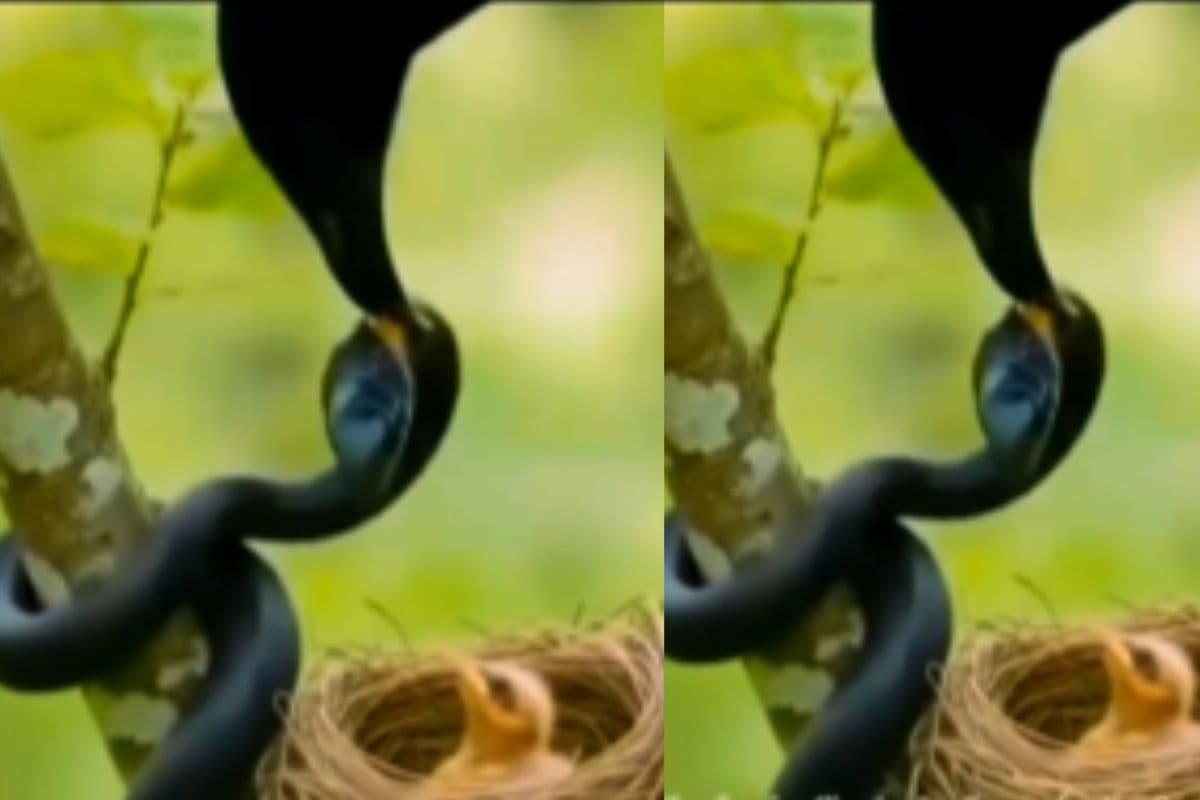 चिड़िया के बच्चों का शिकार करने जा रहा था सांप, मां ने दबोचा, देखें वीडियो