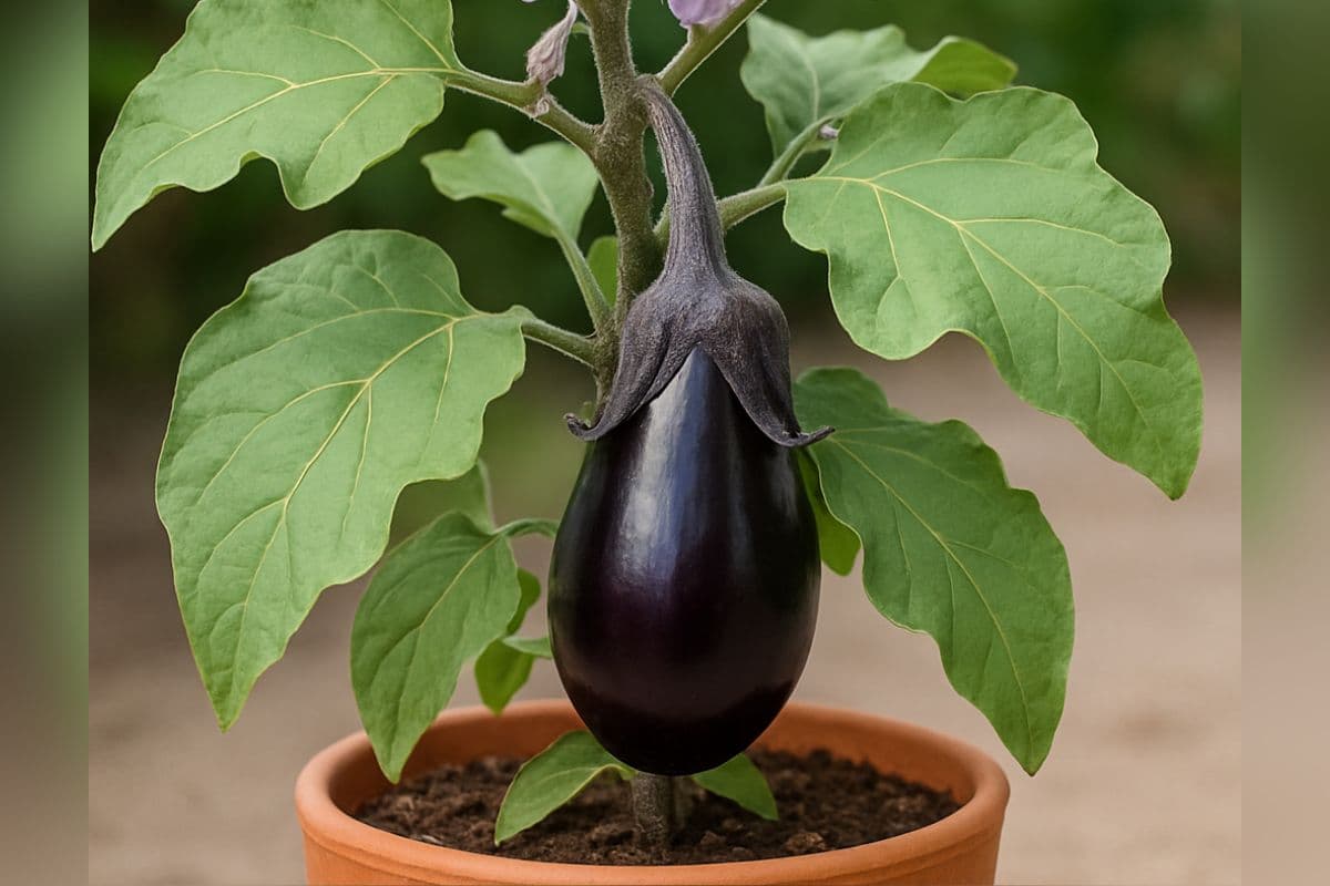 brinjal plant gardening