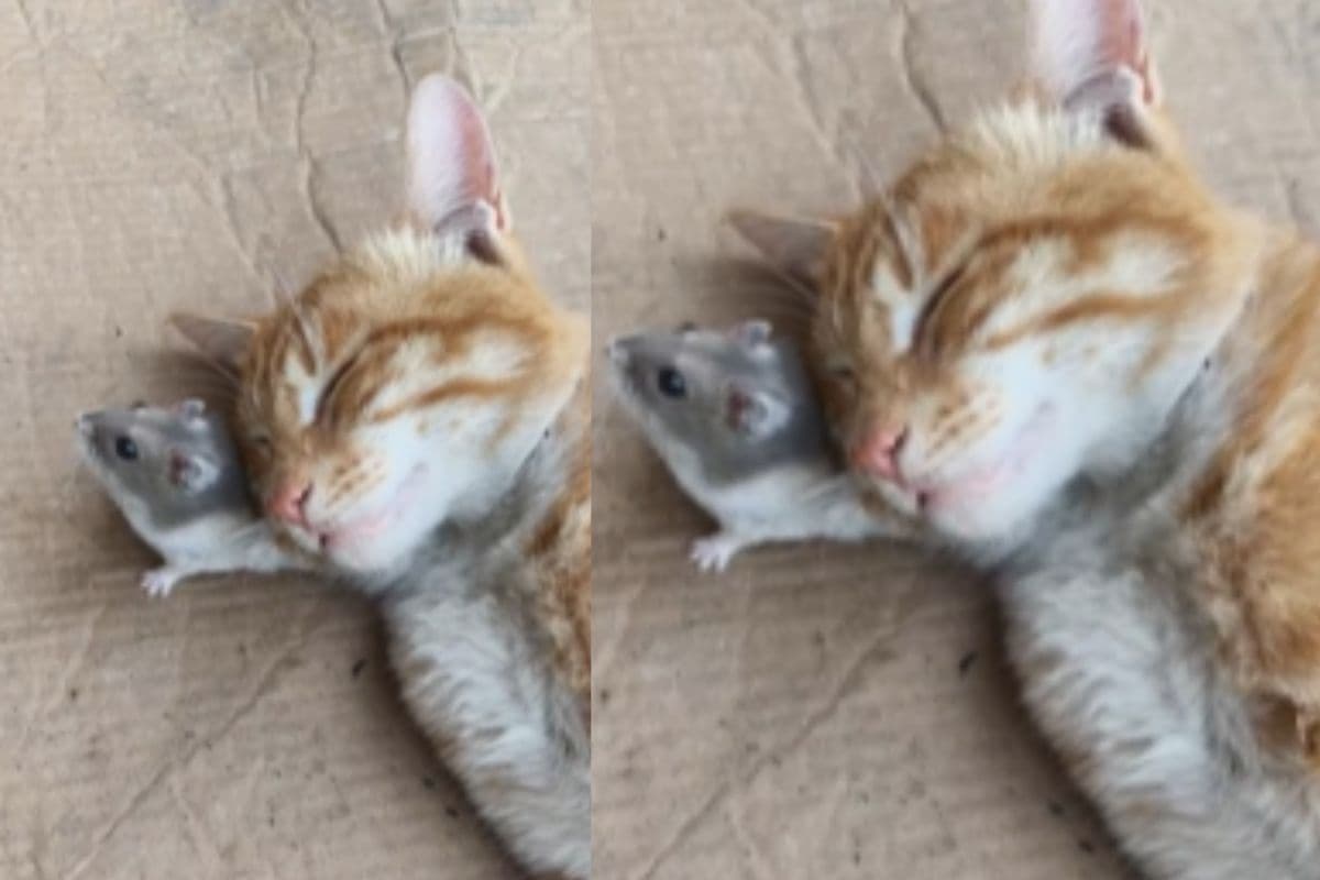 Viral Video: बिल्ली ने चूहे को बनाया अपना तकिया, वीडियो देखकर नहीं रुक रही हंसी
