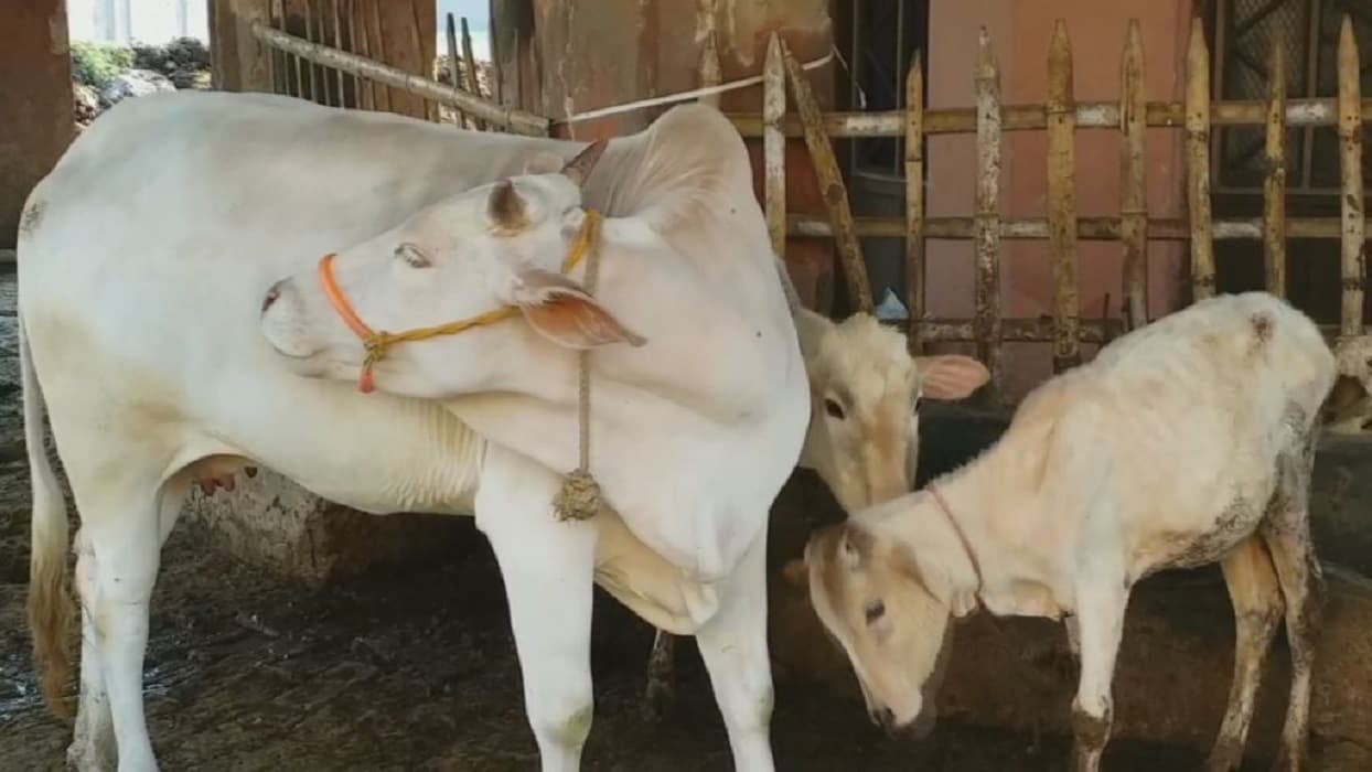 बिहार के युवाओं में बढ़ा गौ पालन का क्रेज, सरकार दे रही 20 लाख तक की आर्थिक मदद