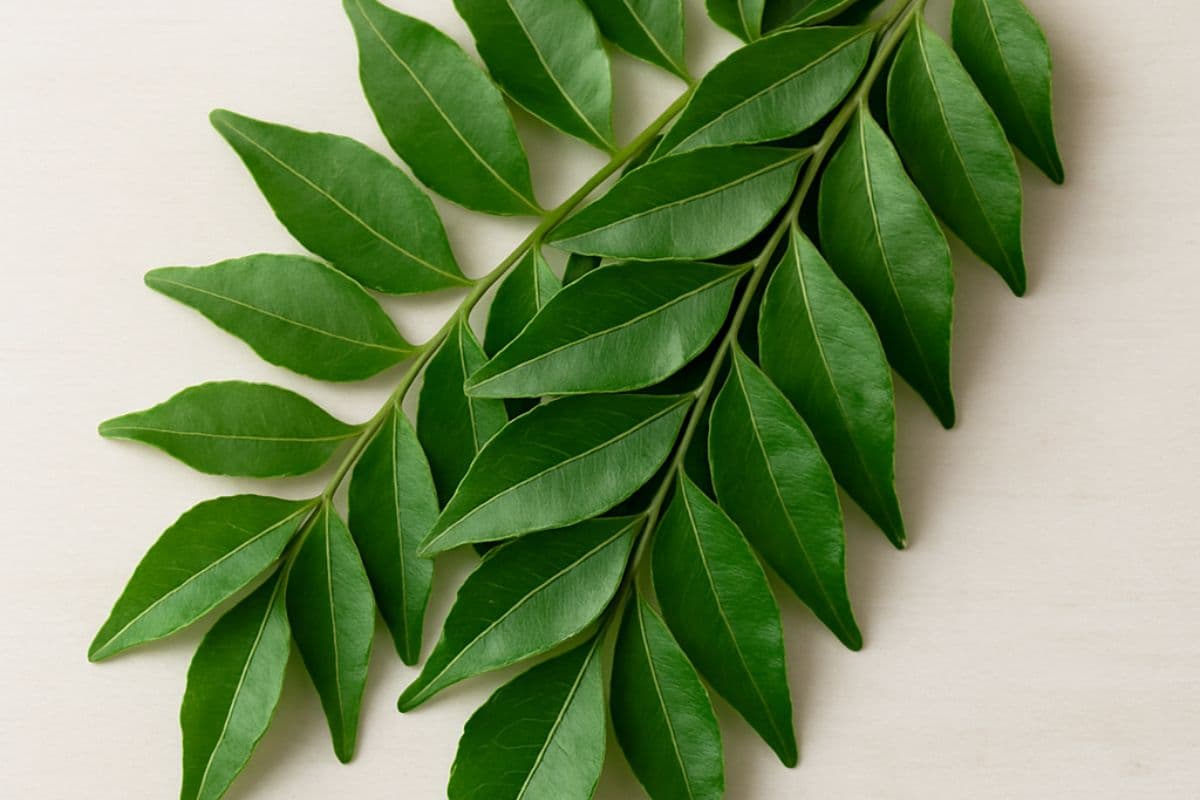 Kitchen Tips: बरसात में खराब हो जाते हैं करी पत्ते? अपनाएं ये आसान स्टोरेज उपाय