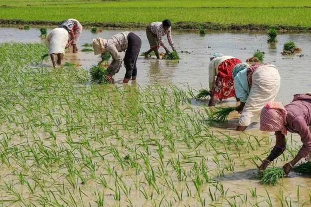 dhan ki kheti in bihar