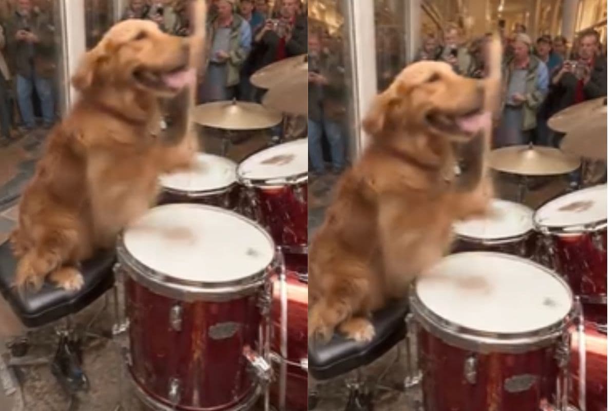 Viral Video: कुत्ता निकला रॉकस्टार, ड्रम बजाकर जीता लोगों का दिल, देखें वीडियो