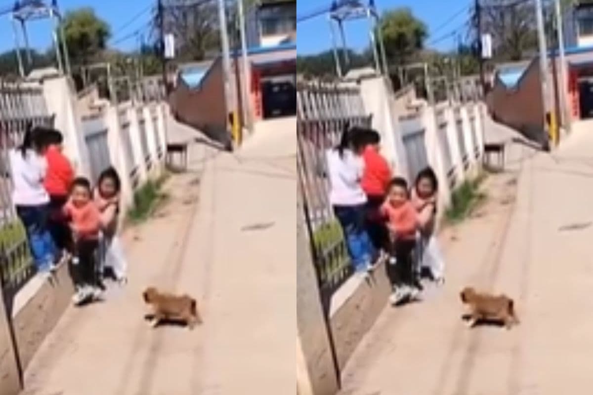 Viral Video: आज तो काट कर ही छोड़ूंगा! छोटे बच्चों के पीछे पड़ा कुत्ते का नन्हा बच्चा