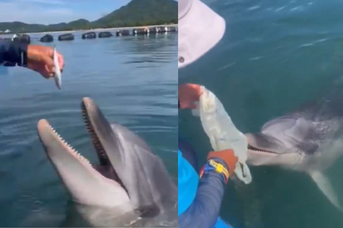 Viral Video: डॉल्फिन ने शुरू की सफाई सेवा, कचरे निकालने के बदले लेती है मछली, वीडियो देखकर हो जाएंगे हैरान