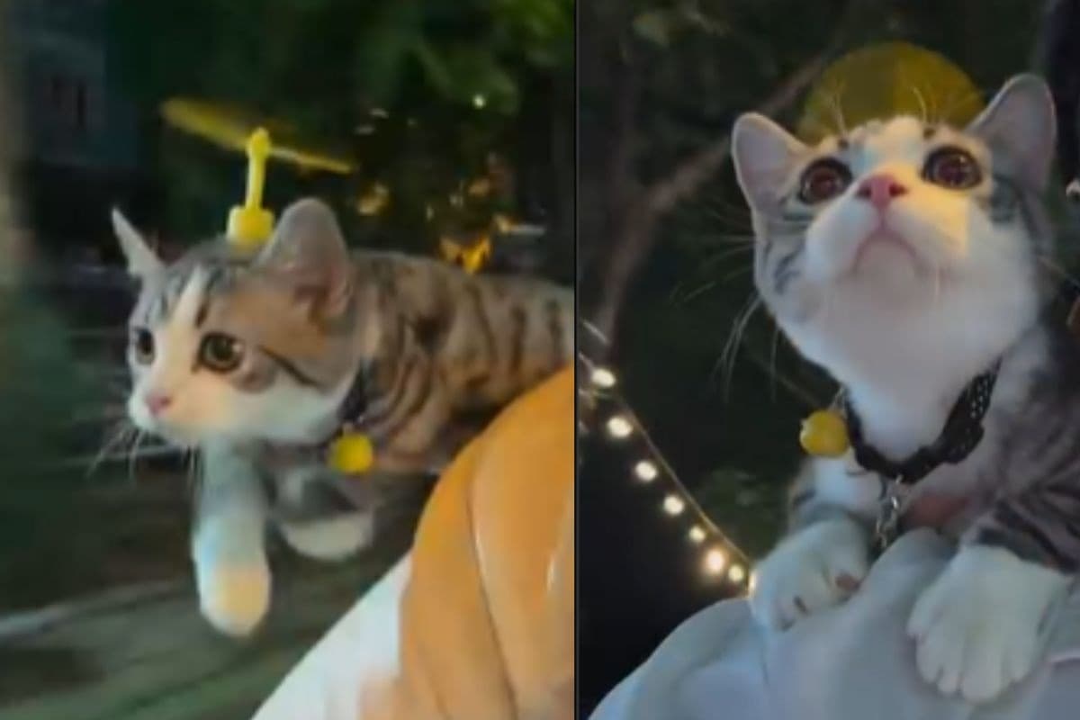 बिल्ली बनी डोरेमोन! बेमबुकॉप्टर और गोल्डन घंटी पहन मचाया सोशल मीडिया पर तहलका