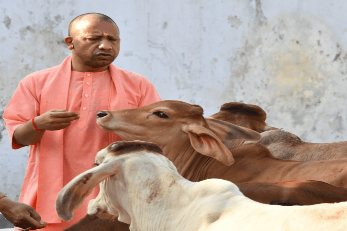 योगी की गोसेवा क्रांति: अब किसान गोद लेंगे गोवंश, गांवों की अर्थव्यवस्था को मिलेगी रफ्तार