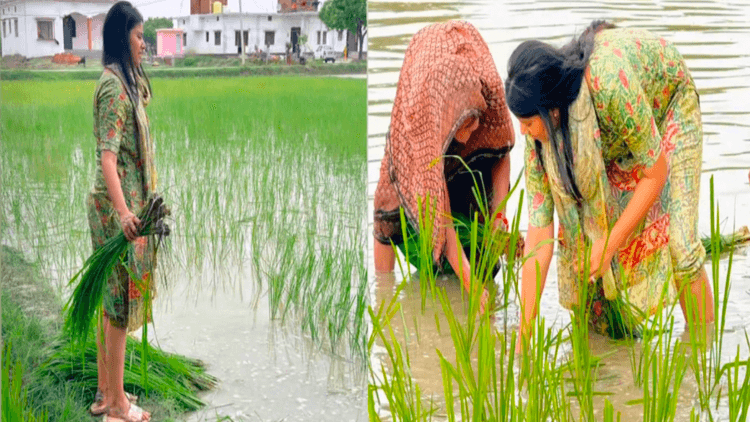 नंगे पांव खेत में उतरीं सपा सांसद प्रिया सरोज, धान की रोपाई का वीडियो वायरल
