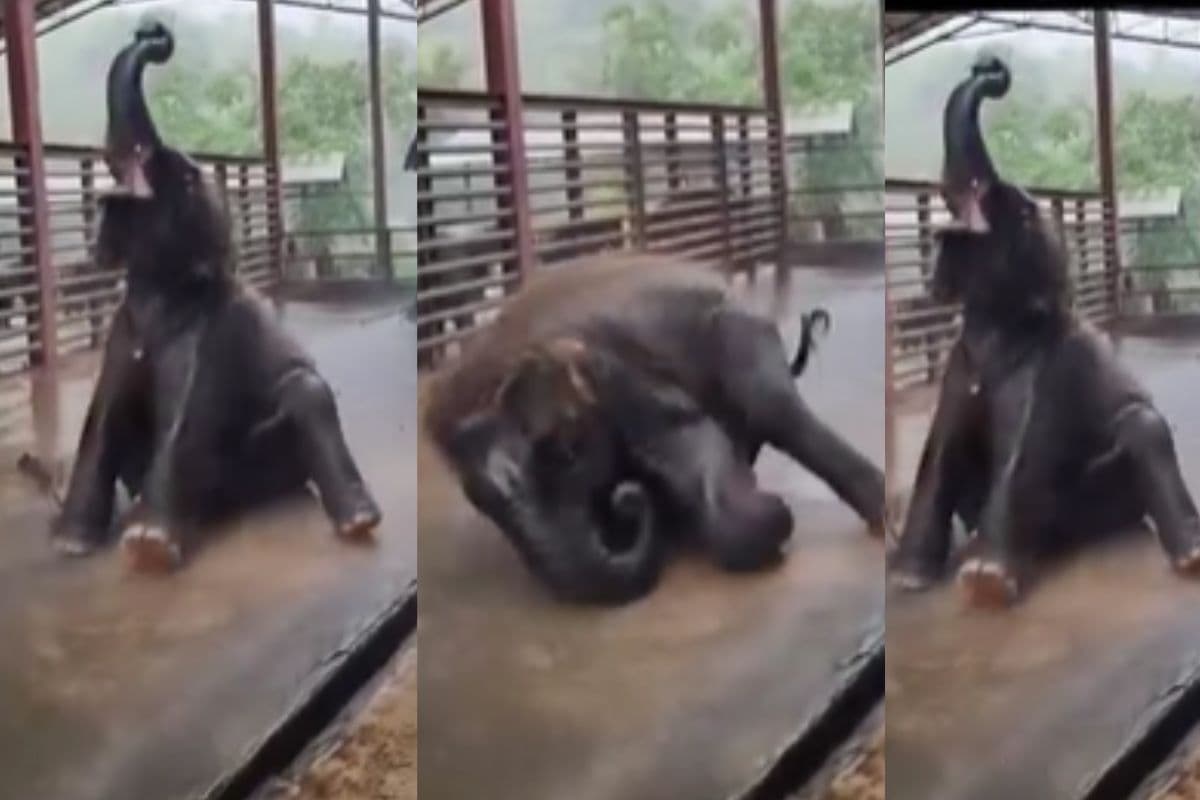 Viral Video: नन्हे हाथी का बारिश में कूद-कूद कर नहाते हुए वीडियो आया सामने!