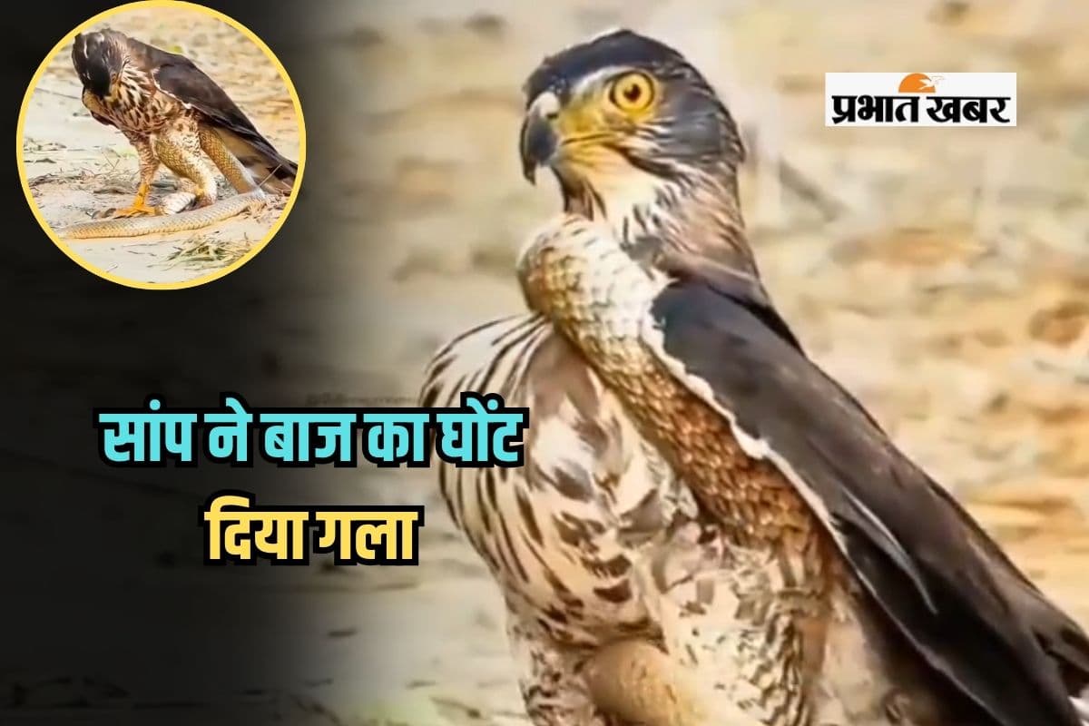 Viral Video: सांप ने बाज का घोंट दिया गला, निकाल दी सारी हेकड़ी, भीषण जंग का वीडियो वायरल