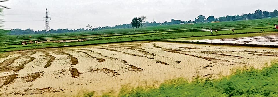 Chaibasa News : खेतों में सड़ रहे बिचड़े, बारिश रुकने के इंतजार में किसान