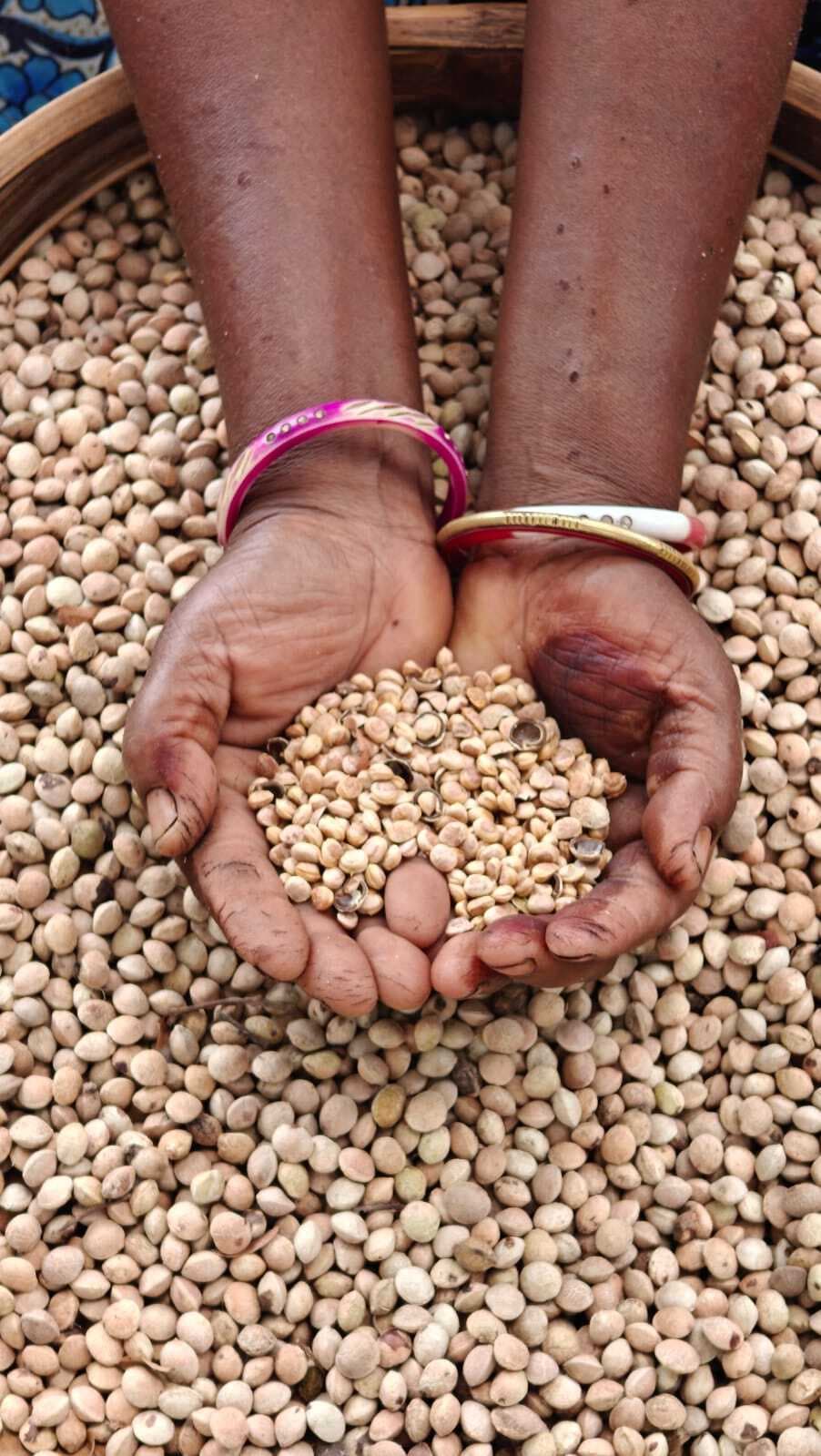 Ranchi News : झारखंड के जंगलों से सेहत और स्वाद की सौगात