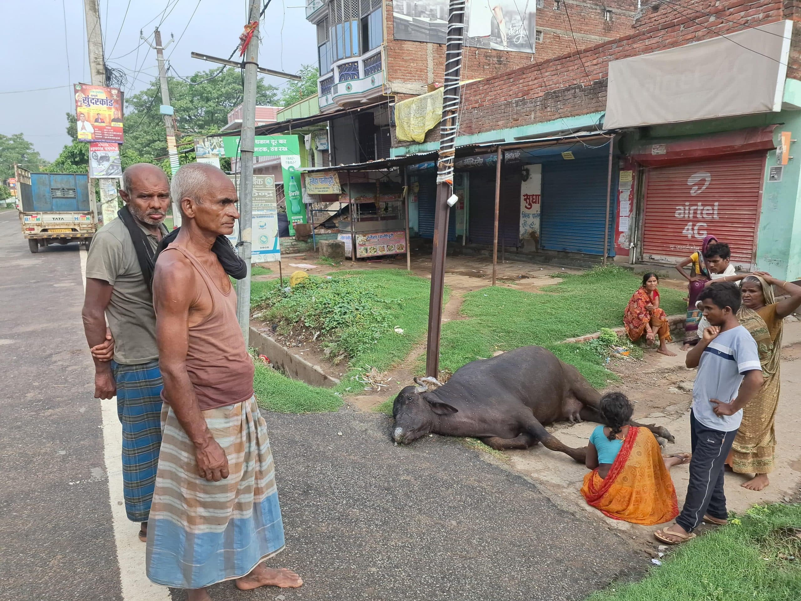 करेंट की चपेट में आने से भैंस की मौत