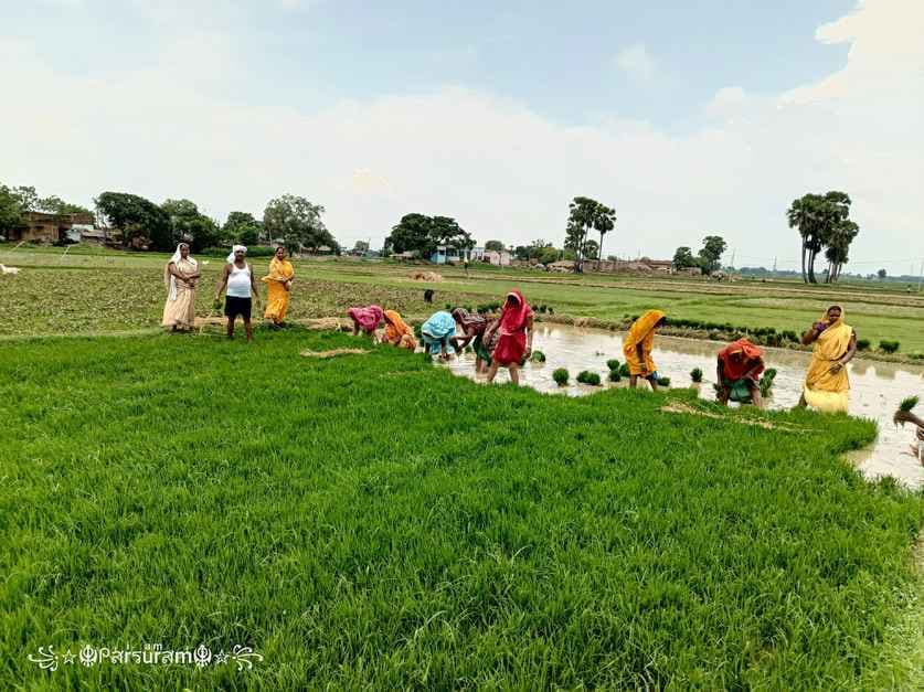भोजूचक के खेतों में गूंजे रोपनी गीत, समय पर वर्षा से खिले किसानों के चेहरे