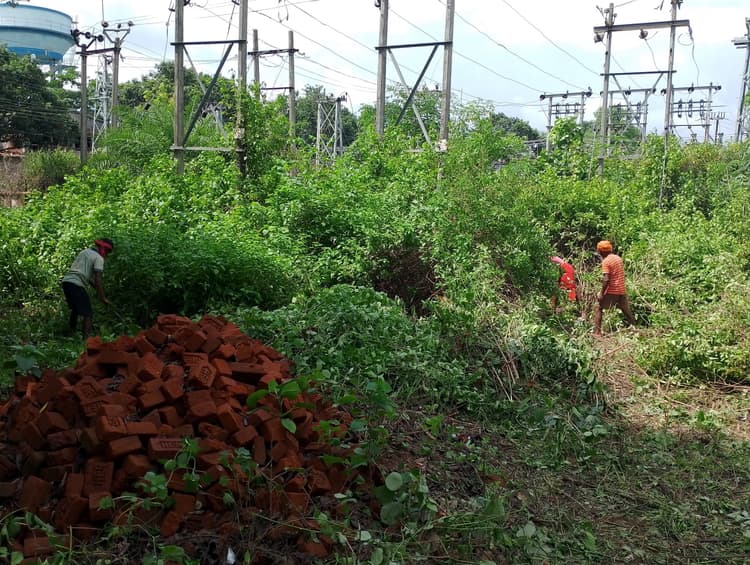 सारवां में कंटीली झाड़ियों की करायी गयी साफ-सफाई