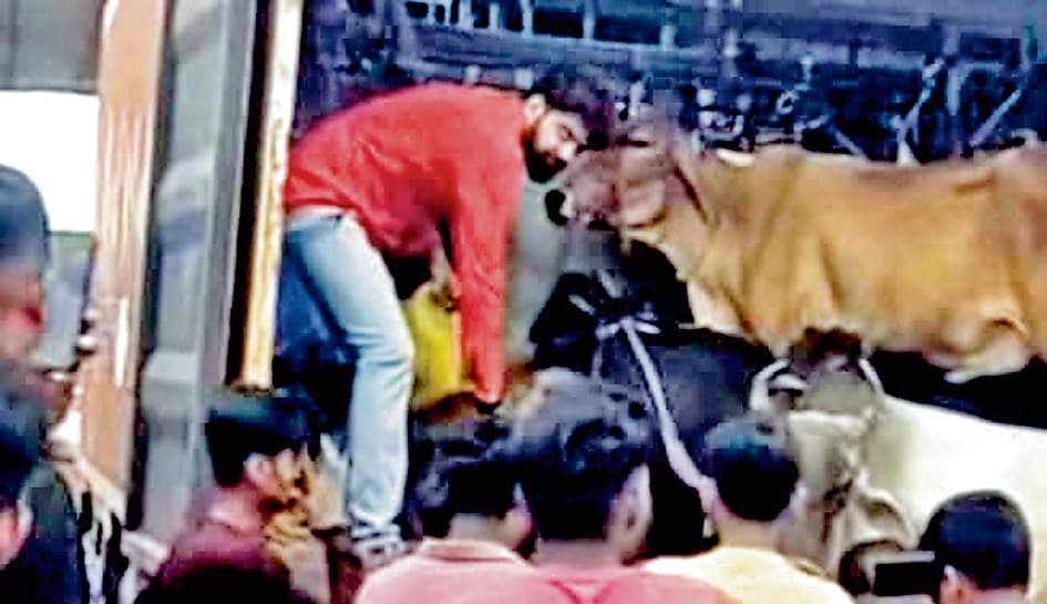 कांकसा में कंटेनर से अवैध रूप से तस्करी की जा रही गायें बरामद