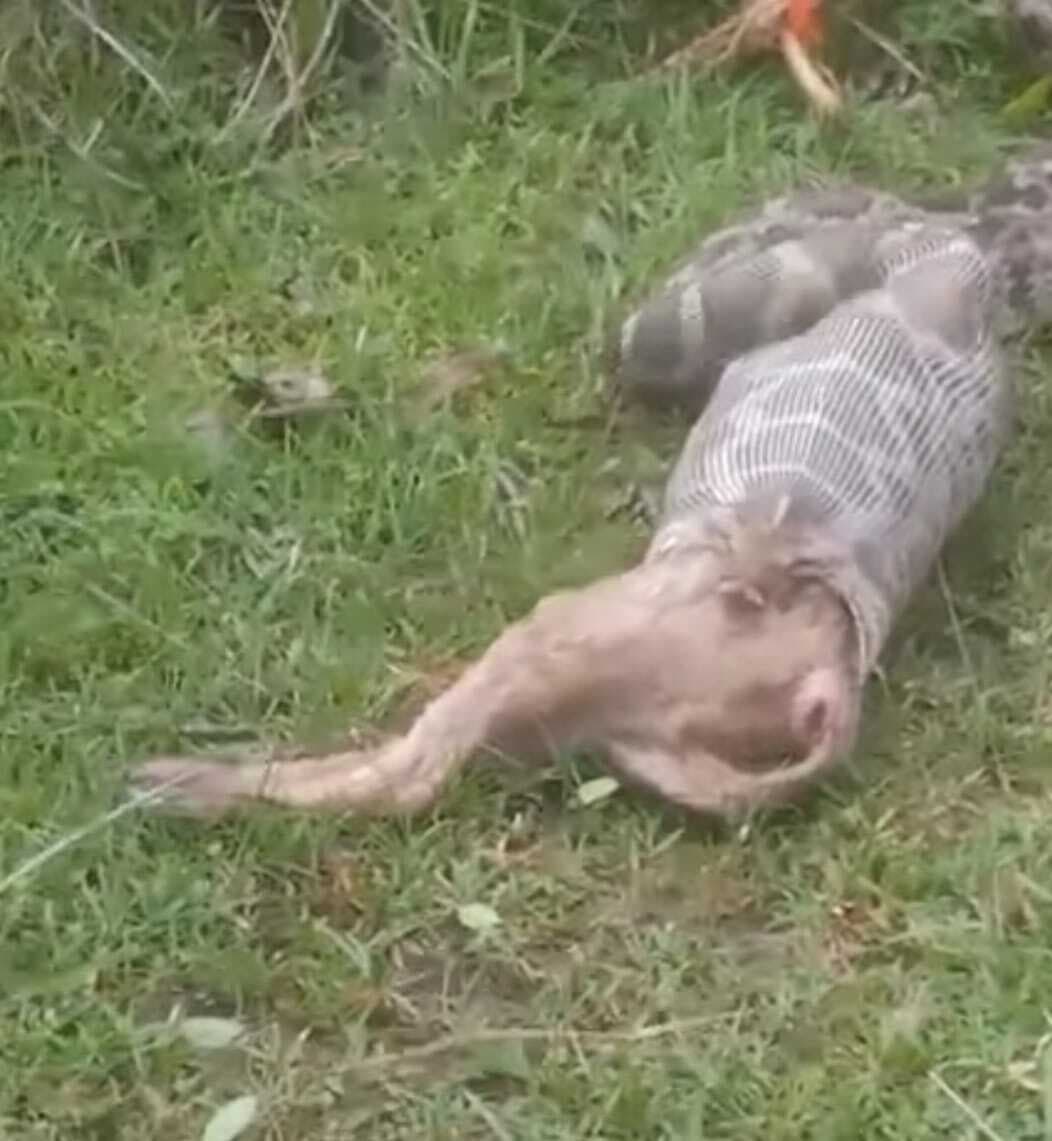 Giridih News :अजगर ने सियार को निगला, ग्रामीणों में कौतूहल