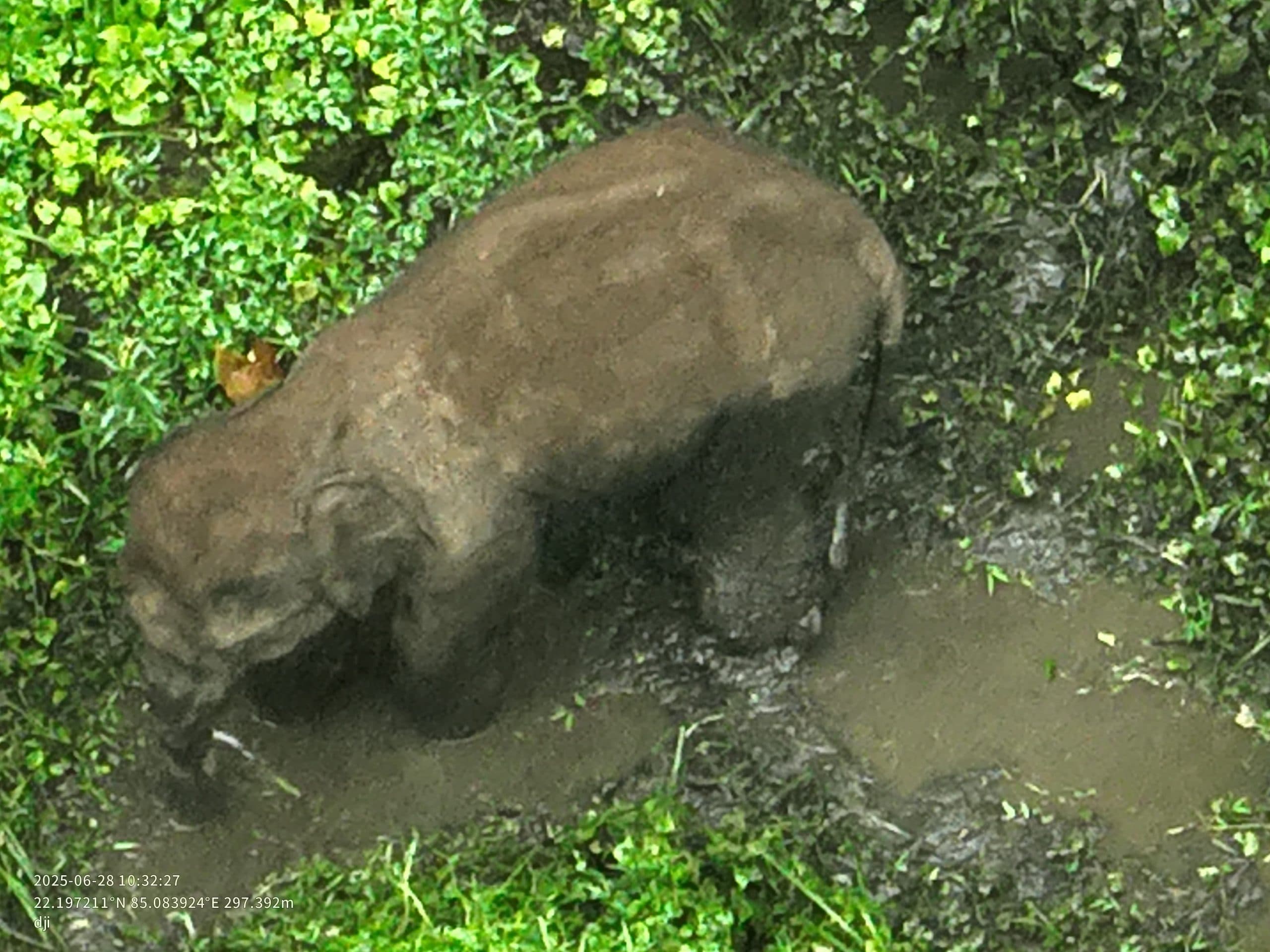 Chaibasa News : सारंडा में नक्सलियों के आइइडी विस्फोट में हाथी घायल