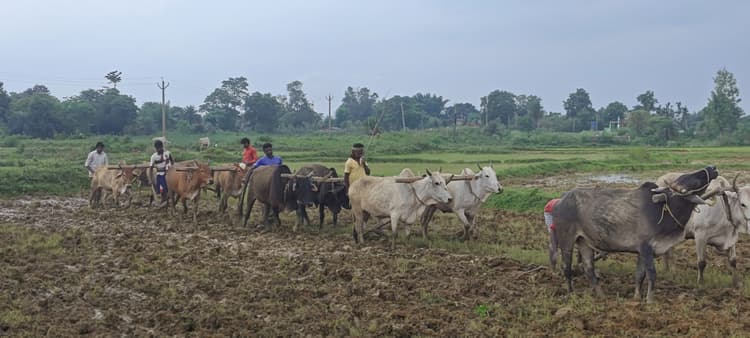 Seraikela Kharsawan News : जून की झमाझम बारिश बनी किसानों के लिए वरदान, पुराने रिकॉर्ड धराशायी