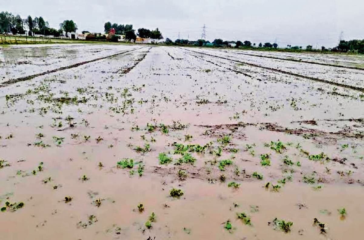 East Singhbhum News : 306 मिमी बारिश ने किसानों की कमर तोड़ी, बिचड़े व धान की रोपाई बर्बाद