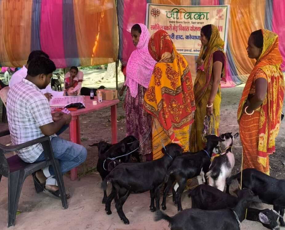 बकरी खरीद पर एससी-एसटी को 90 व अन्य को 80 फीसद का अनुदान