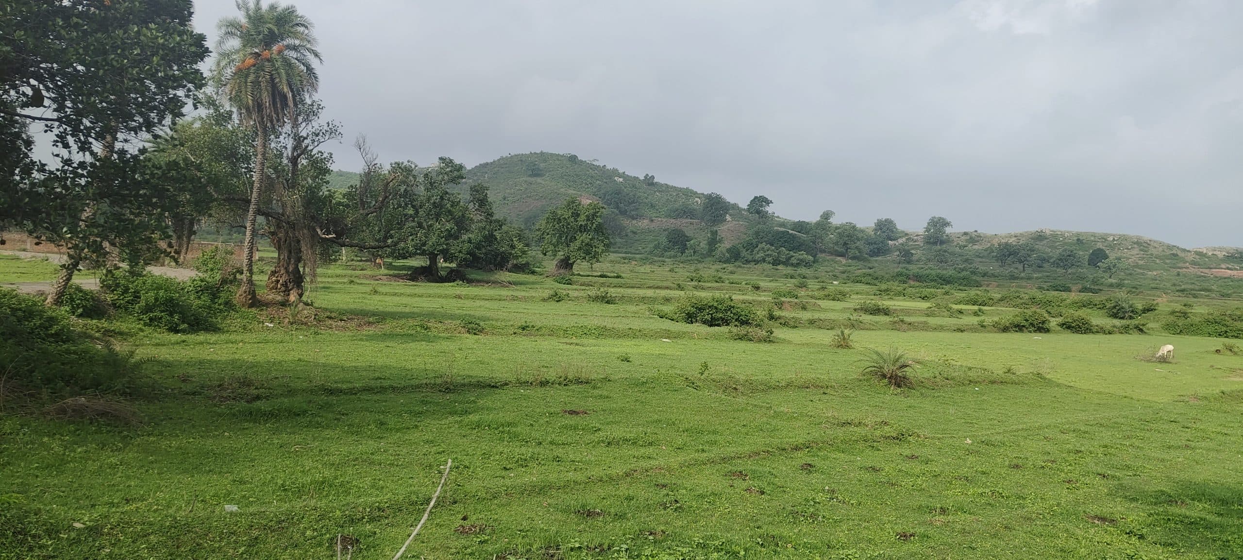 Giridih News :लगातार बारिश से मक्का, अरहर व मूंग की नहीं हो रही बुआई, किसानों में मायूसी