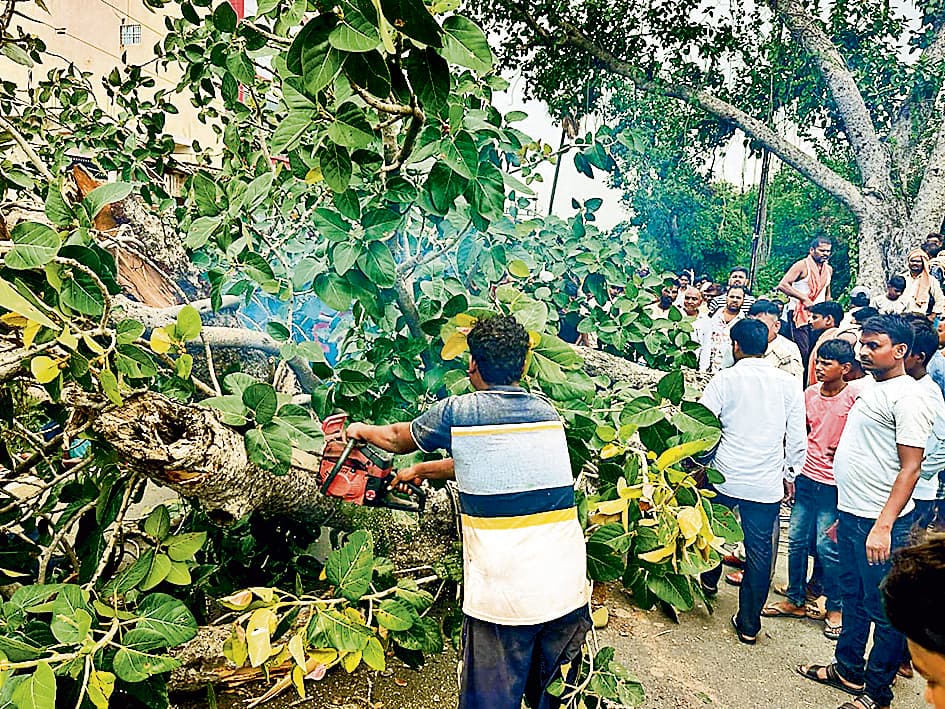 Gaya News : बरगद की डाल गिरने से चाचा-भतीजे की मौत