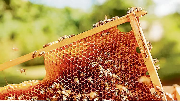 मिट्टी से लेकर फलों तक बिगड़ रहा प्राकृतिक संतुलन