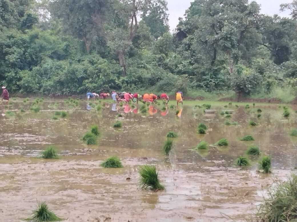 लगातार बारिश से कहीं आफत तो कहीं राहत, धानरोपनी में जुटे किसान