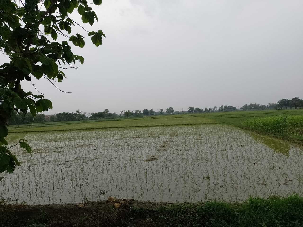 एक्सप्रेसवे के लिए अधिग्रहित जमीन पर किसानों ने शुरू की धान की रोपनी