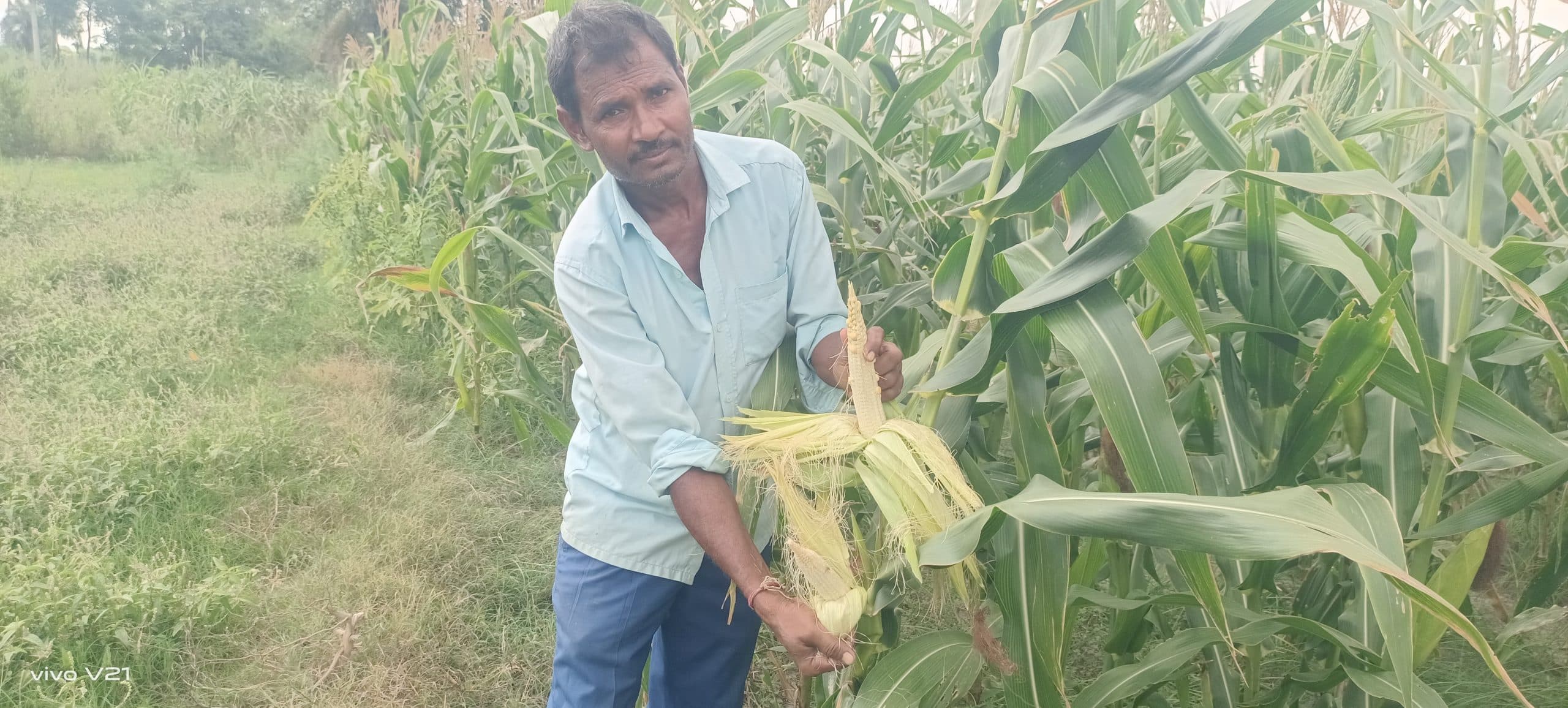 hajipur news. मक्के की फसल में दाना नहीं आने से किसान मायूस, मुआवजे की मांग