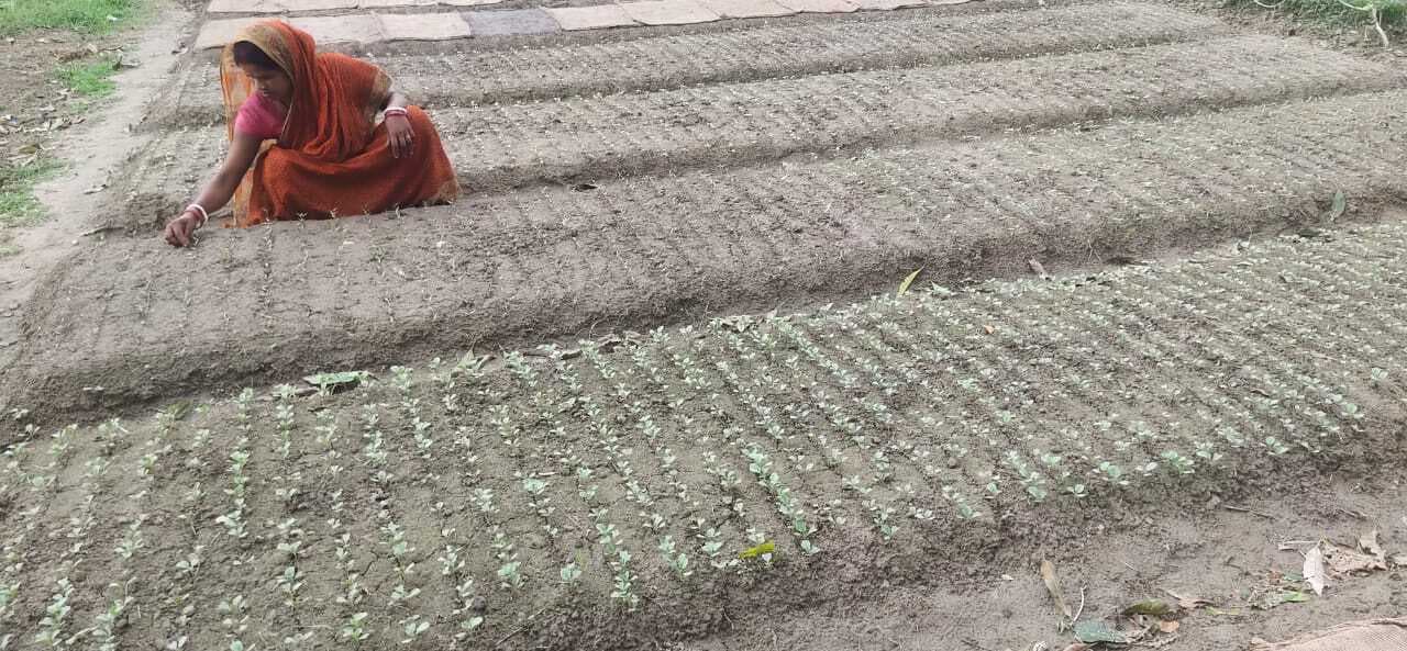 महिला ने नर्सरी से परिवार की खराब माली हालत को सुधारा