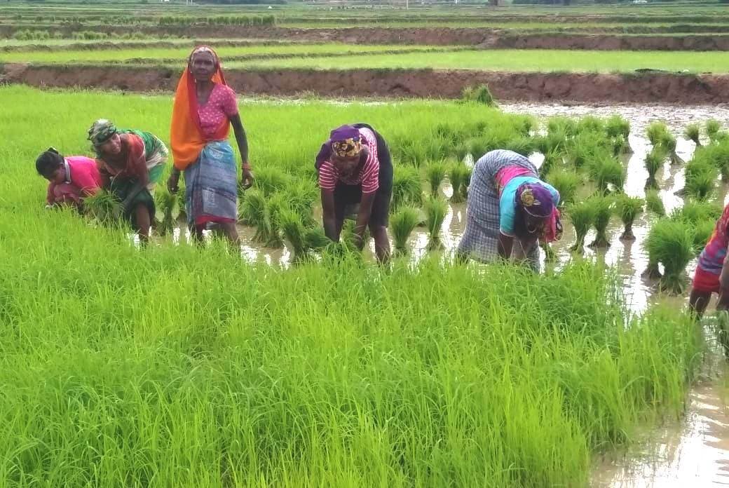 क्षेत्र में शुरू हो गयी धनरोपनी, किसानों ने जतायी अच्छी पैदावार की उम्मीद