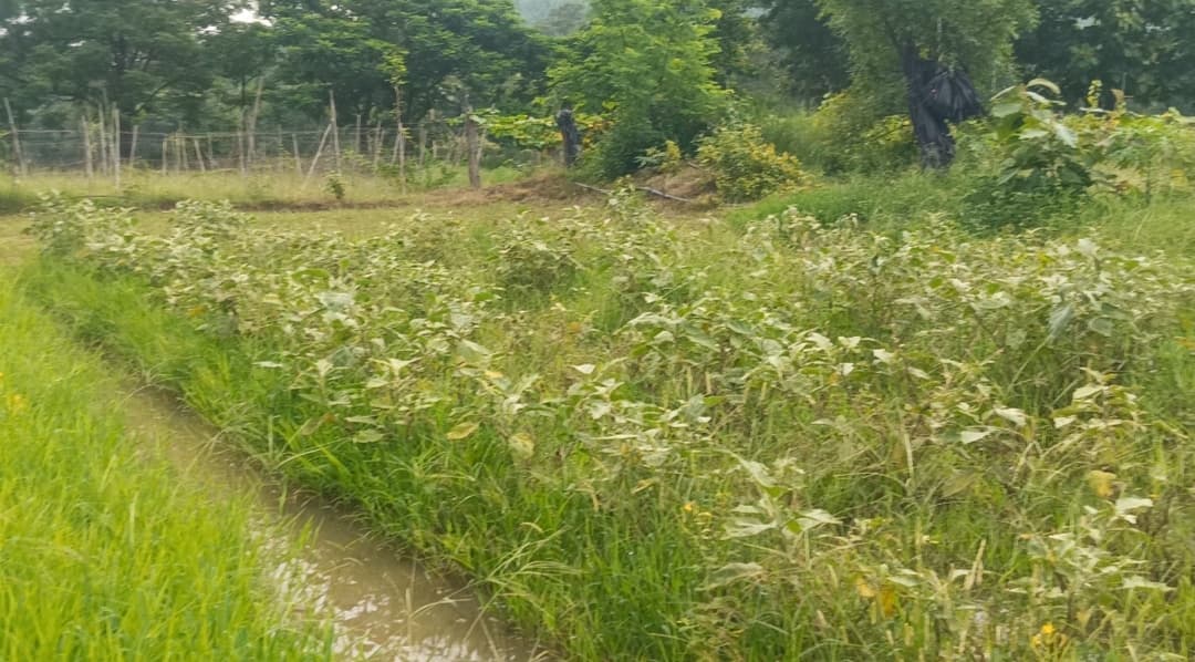 Chaibasa News : लगातार बारिश से सब्जियों को नुकसान,किसानों की बढ़ी चिंता