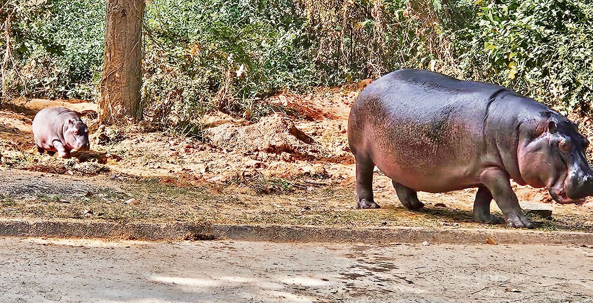 Ormanjhi Zoo News : बिरसा जू में आया नया मेहमान, हिप्पो लिली पांचवीं बार मां बनी