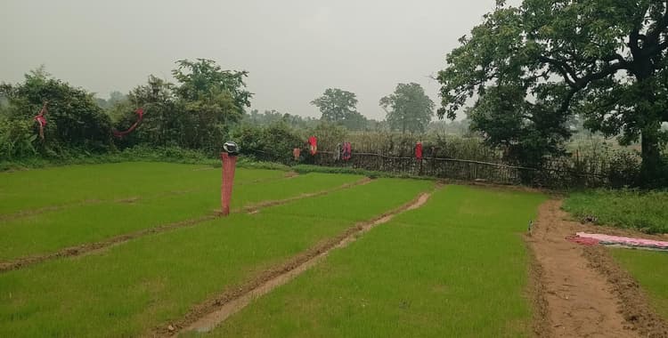 बारिश से वैकल्पिक खेती में पड़ा प्रभाव, लहलहा रही धान की बिचड़ा