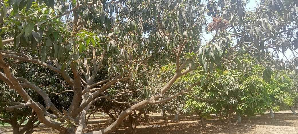 Samastipur News:फल विकास योजना से हाेगी 165 हेक्टेयर में आम, लीची व केला की खेती