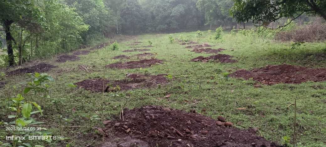 तालझारी प्रखंड की 13 पंचायतों में लगाये जायेंगे 21616 फलदार व इमरती पौधे