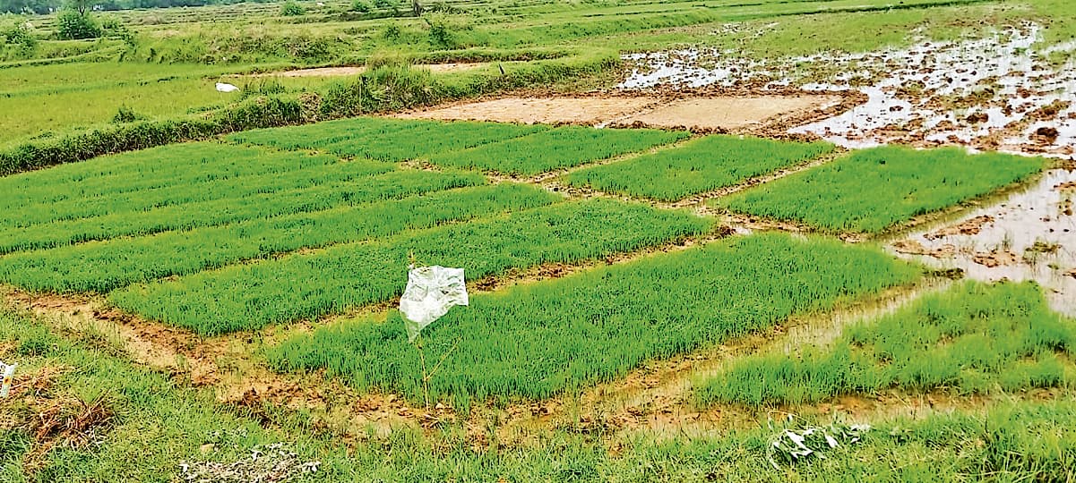 Seraikela Kharsawan News : सरायकेला-खरसावां : धान का लक्ष्य 1 लाख हेक्टेयर, अब तक 6,422 में बुआई